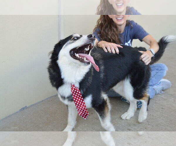 Medium Photo #3 Huskies -Unknown Mix Puppy For Sale in McKinney, TX, USA