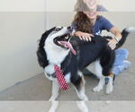 Small #2 Huskies  Mix