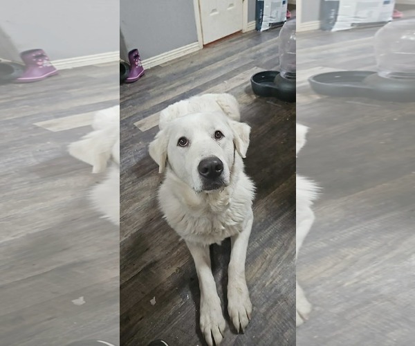 Medium Photo #2 Great Pyrenees Puppy For Sale in Bountiful, UT, USA
