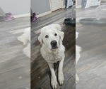 Small #1 Great Pyrenees