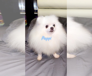 Father of the Pomeranian puppies born on 12/27/2024