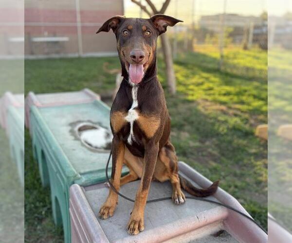Medium Photo #1 Doberman Pinscher Puppy For Sale in Modesto, CA, USA