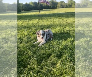 Miniature Australian Shepherd Puppy for sale in COALGATE, OK, USA