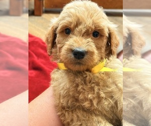 Goldendoodle Puppy for sale in ANDERSON, SC, USA