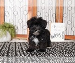 Small Photo #3 Morkie Puppy For Sale in NAPLES, FL, USA