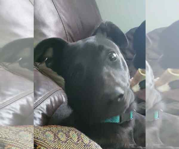Medium Photo #2 Mutt Puppy For Sale in Plainfield, IL, USA