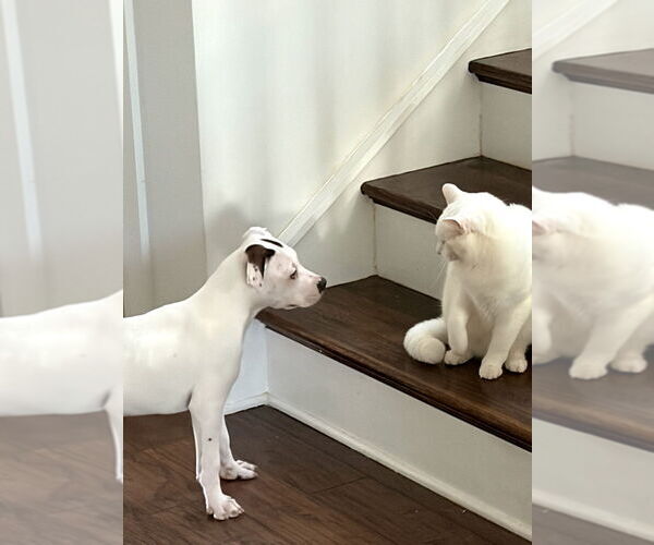 Medium Photo #14 Boxer-Unknown Mix Puppy For Sale in Mooresville, NC, USA