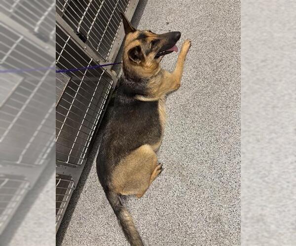 Medium Photo #1 German Shepherd Dog Puppy For Sale in Houston, TX, USA