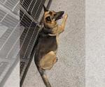 Small German Shepherd Dog