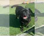 Small #1 Pug Mix