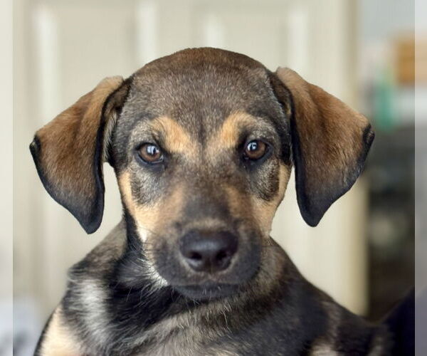 Medium Photo #1 Labrador Retriever-Unknown Mix Puppy For Sale in Jefferson, NJ, USA