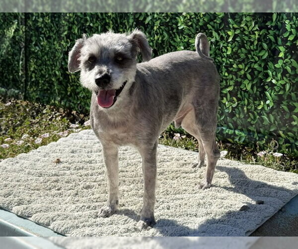 Medium Photo #1 Miniature Schnauzer-Unknown Mix Puppy For Sale in Santa Cruz, CA, USA