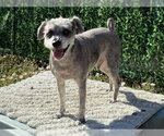 Small Miniature Schnauzer Mix