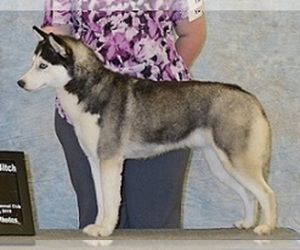 Mother of the Siberian Husky puppies born on 09/15/2025