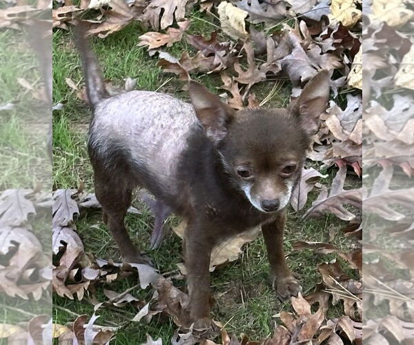 Medium Photo #8 Chihuahua Puppy For Sale in Cary, NC, USA