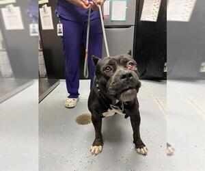 American Pit Bull Terrier Dogs for adoption in Sugar Land, TX, USA