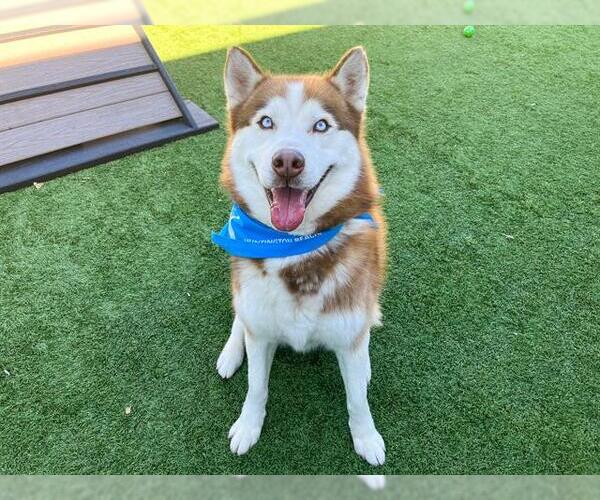Medium Photo #1 Siberian Husky Puppy For Sale in Orange, CA, USA