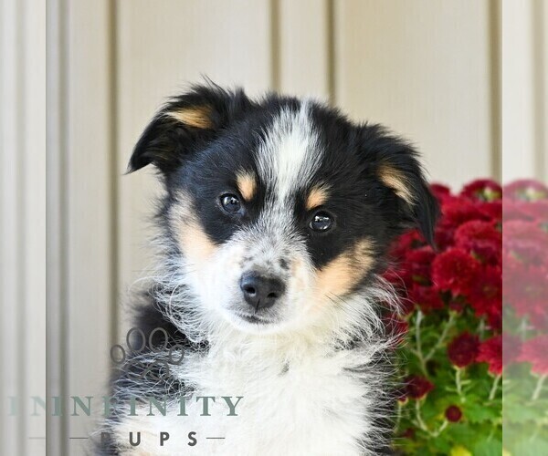 Medium Photo #2 Miniature Australian Shepherd Puppy For Sale in REBERSBURG, PA, USA
