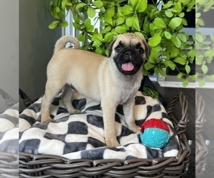 Pug Puppy for Sale in FRANKLIN, Indiana USA