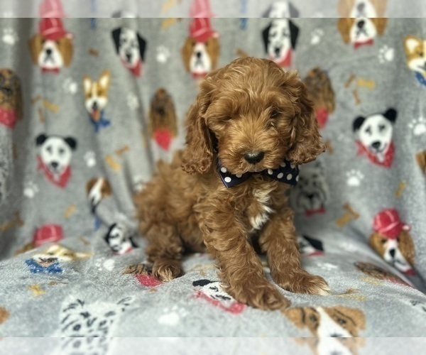 Medium Photo #3 Cock-A-Poo Puppy For Sale in LAKELAND, FL, USA