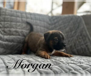 Mutt Dogs for adoption in Sequim, WA, USA