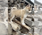 Small #5 Pomsky