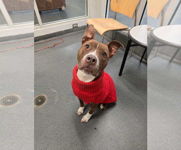 Medium Photo #2 American Pit Bull Terrier Puppy For Sale in Glen Allen, VA, USA