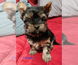 Yorkshire Terrier Puppy for sale in CONKLIN, NY, USA