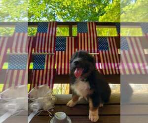 Australian Shepherd Puppy for sale in HARRISON, OH, USA