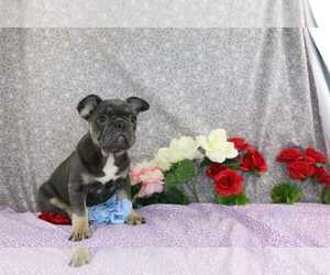 French Bulldog Puppy for sale in FREDERICKSBURG, OH, USA