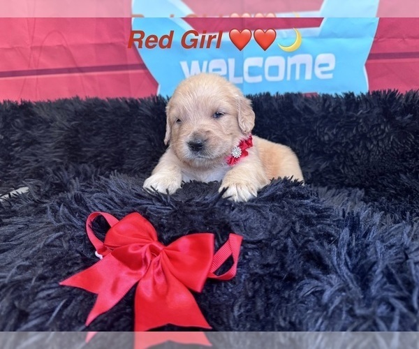 Medium Photo #28 Golden Retriever Puppy For Sale in ORLANDO, FL, USA