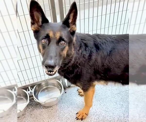 Medium Photo #3 German Shepherd Dog-Unknown Mix Puppy For Sale in Houston, TX, USA