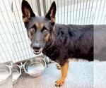 Small #2 German Shepherd Dog Mix