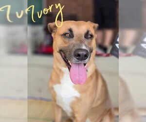 Mutt Dogs for adoption in The Woodlands, TX, USA