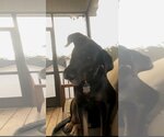 Small #4 Coonhound-Labrador Retriever Mix