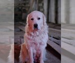 Small Photo #1 Great Pyrenees Puppy For Sale in BANGOR, PA, USA