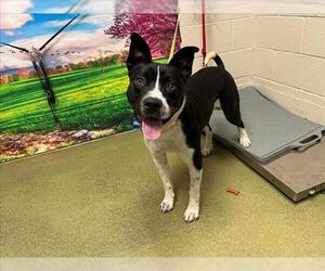 American Pit Bull Terrier-Unknown Mix Dogs for adoption in Moreno Valley, CA, USA