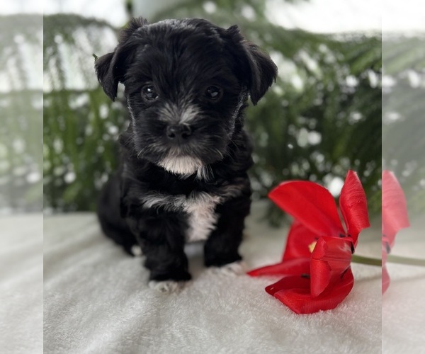 Medium Photo #3 Morkie Puppy For Sale in ROCK STREAM, NY, USA