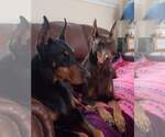 Small #1 Doberman Pinscher