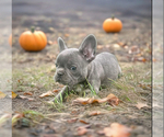 Small #2 French Bulldog