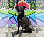 Small #2 American Pit Bull Terrier-German Shepherd Dog Mix