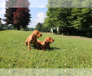 Vizsla Puppy for Sale in SCHDY, New York USA