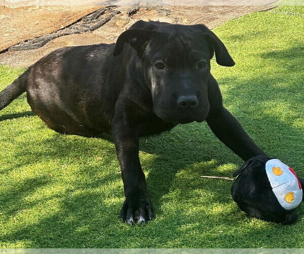 Medium Photo #5 Mutt Puppy For Sale in Fallbrook, CA, USA