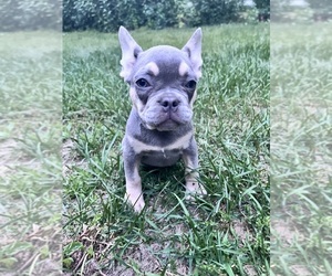 French Bulldog Puppy for sale in DURHAM, CT, USA