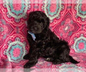 Havanese-Poodle (Toy) Mix Puppy for sale in LANCASTER, PA, USA