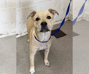 Mutt Dogs for adoption in San Bernardino, CA, USA
