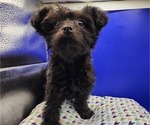 Small Photo #6 YorkiePoo Puppy For Sale in BLUE MOUND, TX, USA