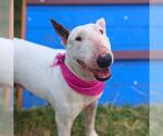 Small Bull Terrier Mix