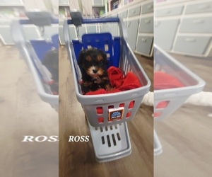 Cavapoo (Miniature) Puppy for sale in WENTWORTH, MO, USA