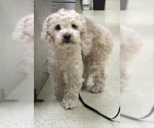 Maltese-Unknown Mix Dogs for adoption in Riverside, CA, USA